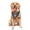 Gray Golden State Warriors Nate Williams   Dog & Cat Pet Bandana